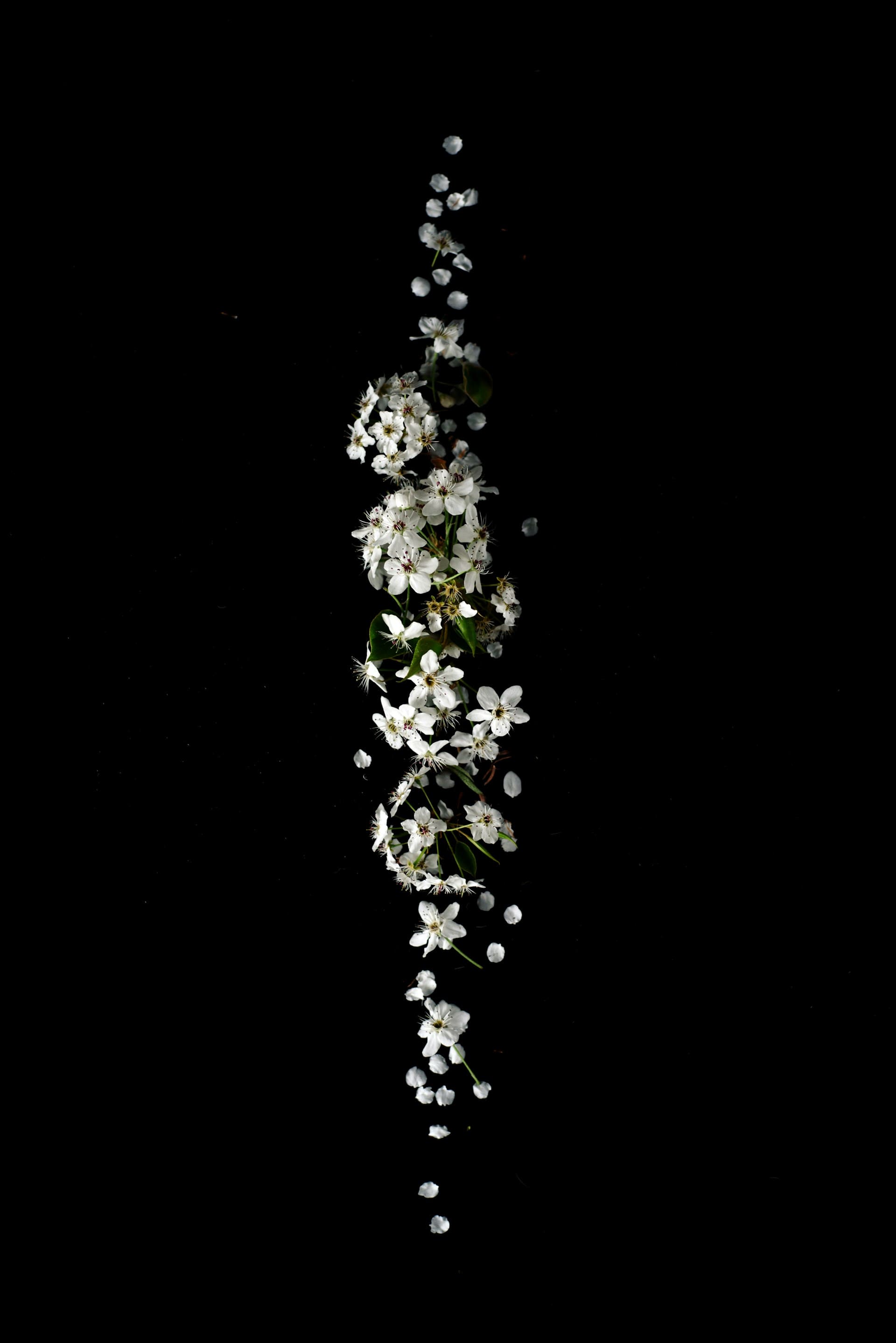 White blossoms and scattered petals against a black background.