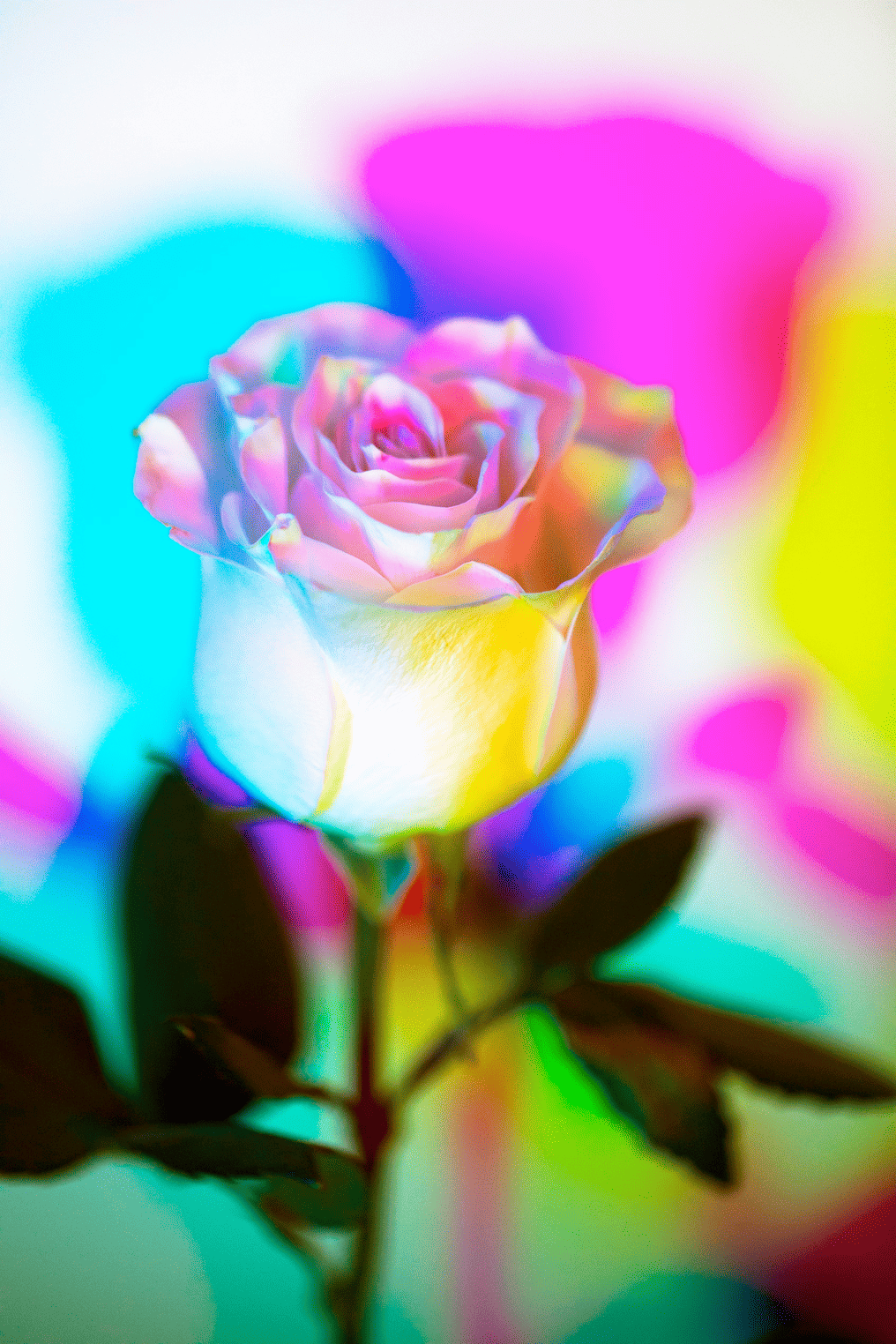A rose lit with pink, blue and yellow light.