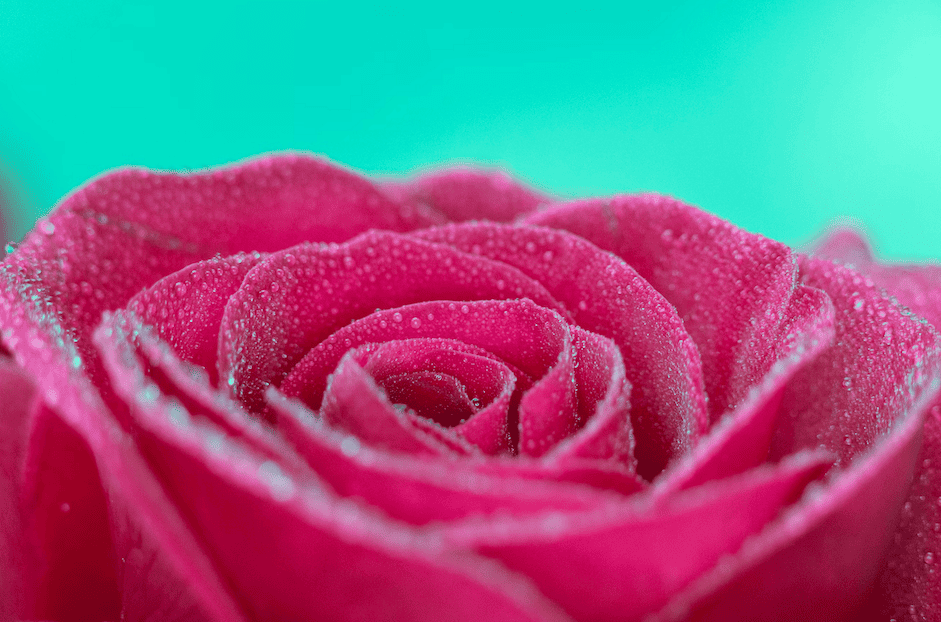 Water droplets cover the petals of a pink rose.