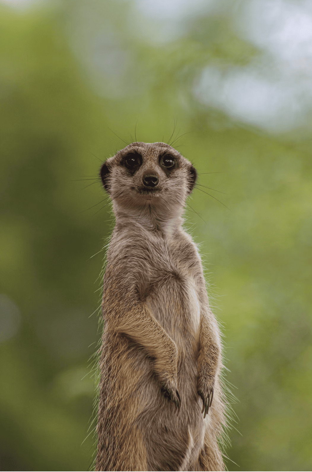 A meerkat stands upright against a soft green background.